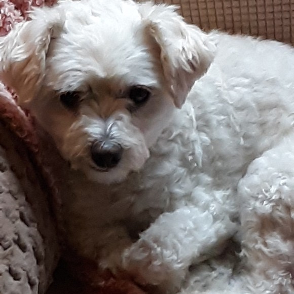 Meet your Posher, Tracey - Picture 1 of 1